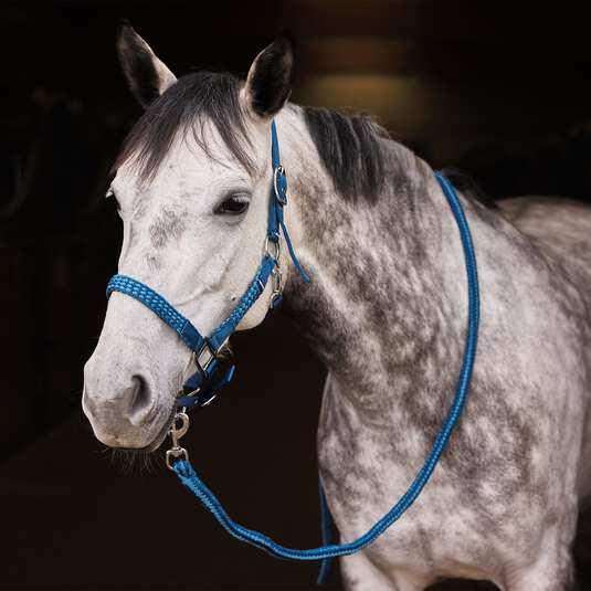 Kantar z uwiązem Chicago Horze