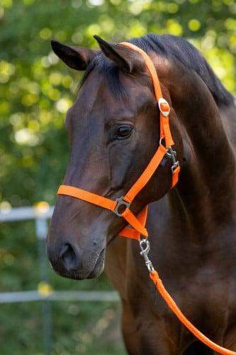 Kantar dla konia Hippo, pomarańczowy, Full, Covalliero