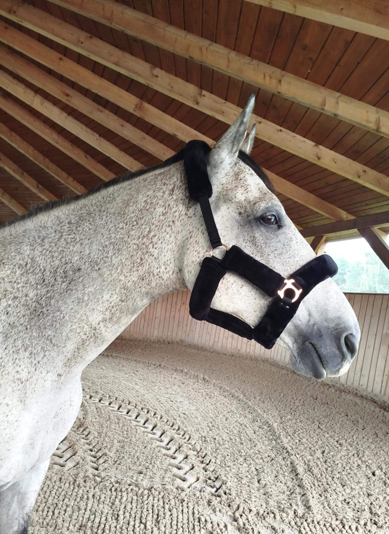 Kantar dla konia SuperSoft, czarny, Covalliero